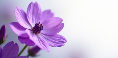 Fototapeta premium Intricate purple flower detail; pristine white backdrop , graphic, color