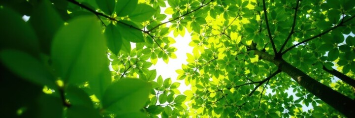 Obraz premium Looking up through lush green canopy, dappled sunlight filtering through leaves , wallpaper, foliage, art