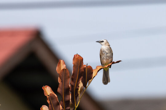 Yellow-vented bulbul perched on a branch
