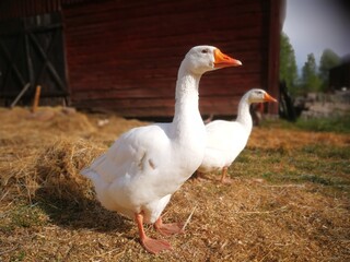 Goose on a swedish farm