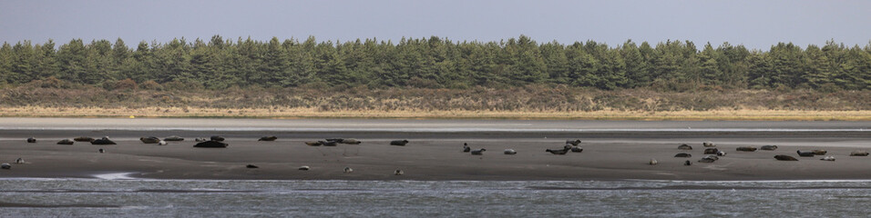 phoques de la baie de Somme © Jacky Jeannet