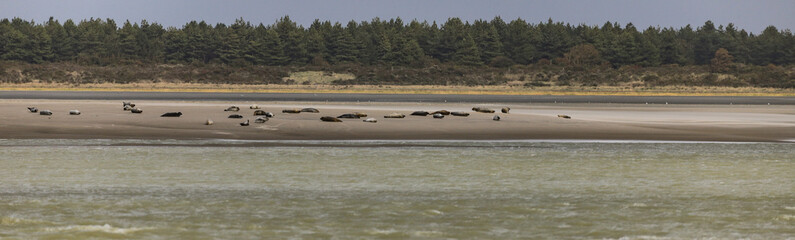 phoques de la baie de Somme © Jacky Jeannet