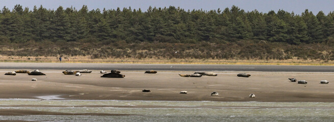 phoques de la baie de Somme