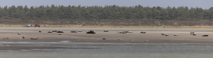 phoques de la baie de Somme © Jacky Jeannet