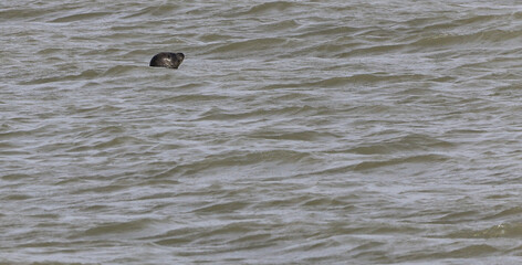 baie de Somme, phoques © Jacky Jeannet