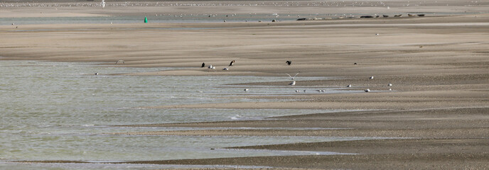 baie de Somme, phoques © Jacky Jeannet