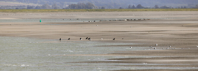 baie de Somme, phoques © Jacky Jeannet