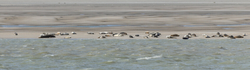 Fototapeta premium baie de Somme, phoques