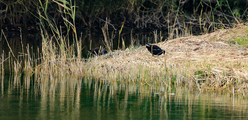 gallinule ou poule d'eau