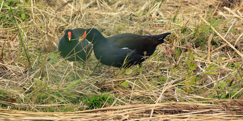 gallinule ou poule d'eau