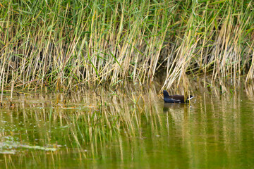 gallinule ou poule d'eau