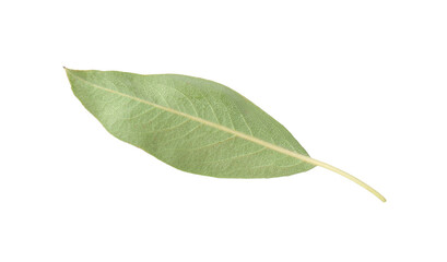 Obraz premium One green pear leaf isolated on white