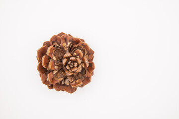 Single Pine Cone Isolated on White Background