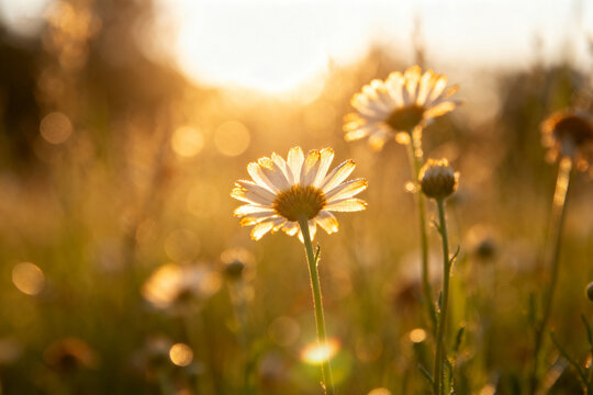 Daisies in a sunlit field at golden hour