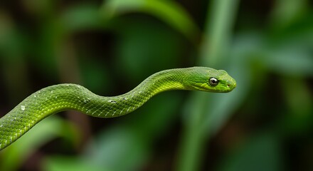 Green snake wildlife