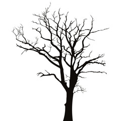silhouette of a tree