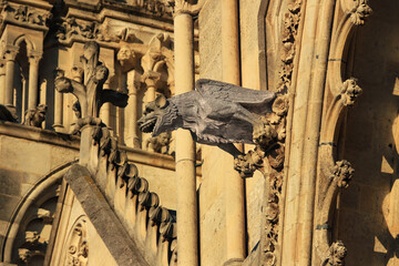 gargouilles de la cathédrale d'Amiens