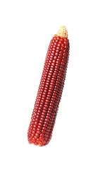 One ripe red corn cob isolated on white