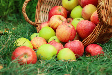 Fresh ripe apples in wicker basket on green grass outdoors, closeup