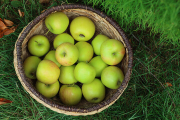 Fresh ripe apples in wicker basket and fallen leaves on green grass outdoors, top view