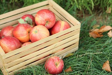 Fresh ripe apples in wooden crate and fallen leaves on green grass outdoors, closeup