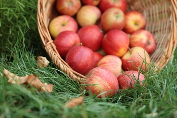 Fresh ripe apples in wicker basket and fallen leaves on green grass outdoors, closeup
