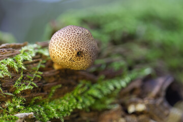 a poisonous round Scleroderma citrinum, a poisonous potato puffball on the forest floor surrounded by moss, puffball growing on rotten wood