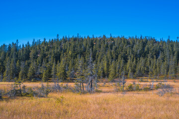 Høgbrenna Hill from the Svartdalstjerna Primeval Forest Nature Reserve of the Totenåsen Hills,...
