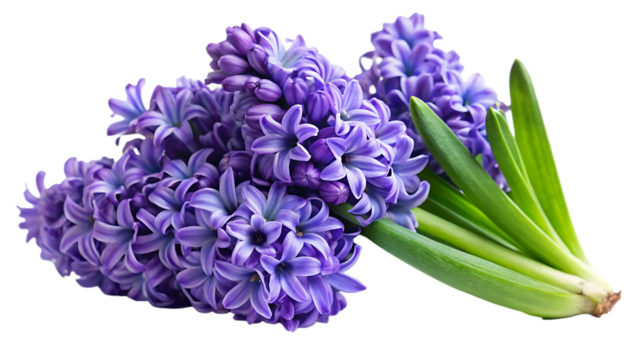  violet-hyacinth-flowers-on-white-background ,PNG. AI Generated.