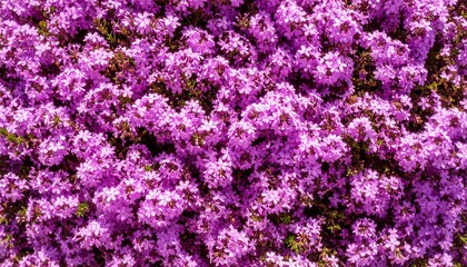 Close-up view of vibrant purple flowers