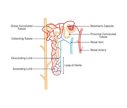 Nephron Structure Science Design. The Fundamental Filtering Unit of The Kidney. Vector Illustration.
