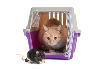Cute cat in pet carrier and rat on white background