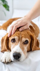 A gentle hand rests on a Beagle's head