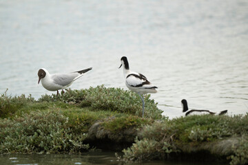 Mouette rieuse, nid,Chroicocephalus ridibundus, Black headed Gull, Avocette élégante, Recurvirostra avosetta, Pied Avocet