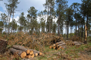 Pinus maritima, Pin maritime; Tempêtte, forêt, Site du Gat Mort, Natura 2000, Parc naturel régional des Landes de Gascogne, 33, Gironde, France