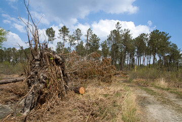Pinus maritima, Pin maritime; Temp&ecirc;tte, for&ecirc;t, Site du Gat Mort, Natura 2000, Parc naturel r&eacute;gional des Landes de Gascogne, 33, Gironde, France