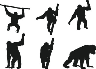Orangutan silhouettes climbing, walking, hanging on branches, wild ape shadows, jungle primate illustration, animal vector design, black silhouettes isolated © Moslama