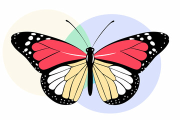 butterfly on white background