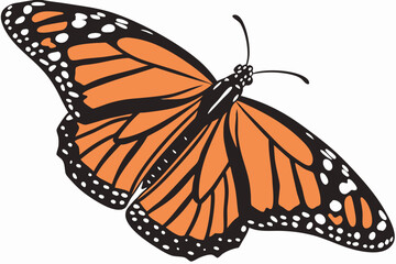 butterfly on a white background