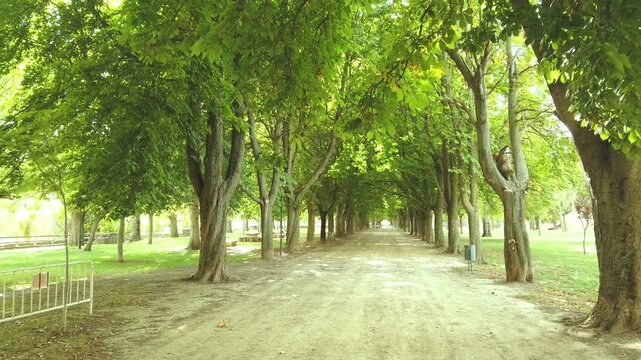 Avenue of horse chestnut trees in full greenery.