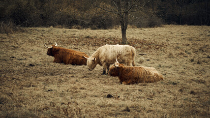 Hochlandrinder beim Grasen in der Natur