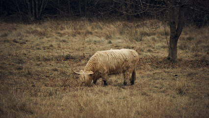 Hochlandrinder beim Grasen in der Natur
