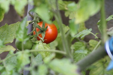 Tomate im Garten