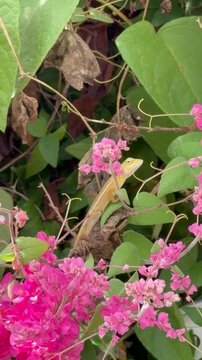 A brown chameleon perched on a pink bunch of flowers.