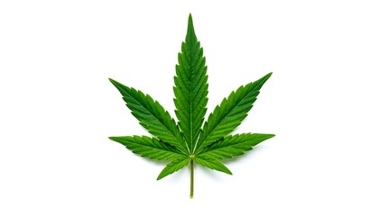 A vibrant green cannabis leaf against a white background (1)