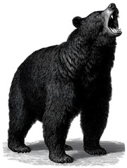 Fototapeta premium An antique engraving shows a black bear standing powerfully and roa loudly with its mouth wide open .