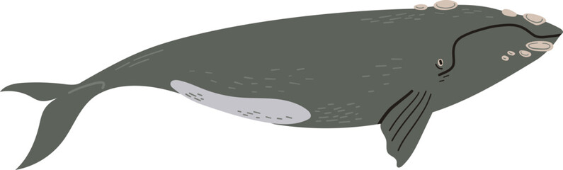 A gray whale with callosities on its head and body