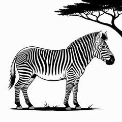 zebra vector illustration