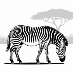 zebra vector illustration