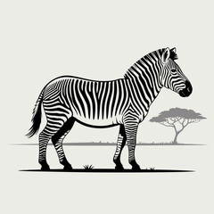 zebra vector illustration
